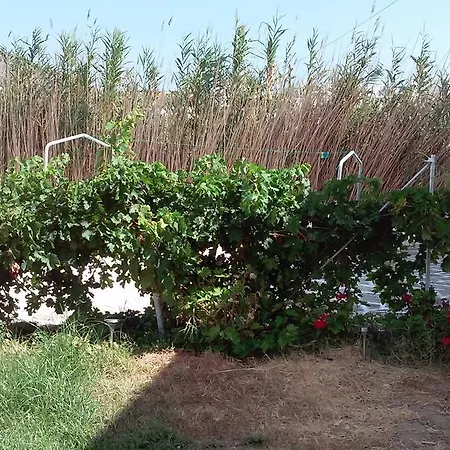 Parian Blu 로갈라스