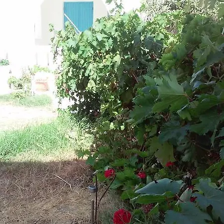 Studios Parian Blu Logaras